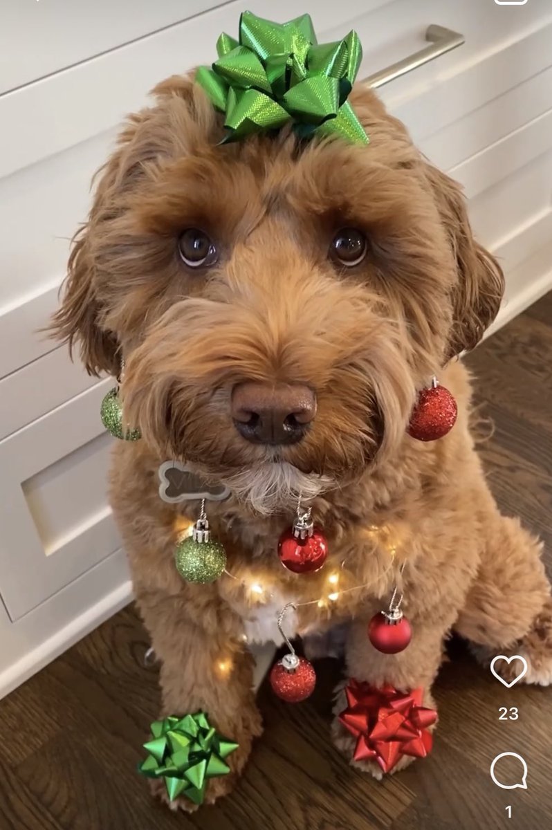 bluewingyoga's tweet photo. WTF? Lights too? He needs a go fund me rescue page #HolidayFails https://t.co/PXIWMOt1Fr