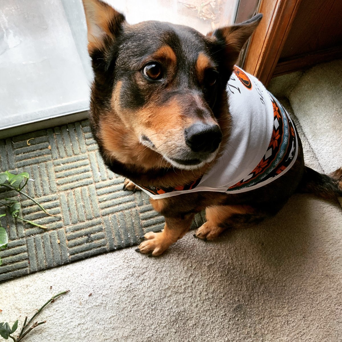 IcyFreeze8's tweet photo. @CashApp My boy Buddy ❤️ $IcyFreeze1  #CashAppInWild https://t.co/J1CbWxEbAF