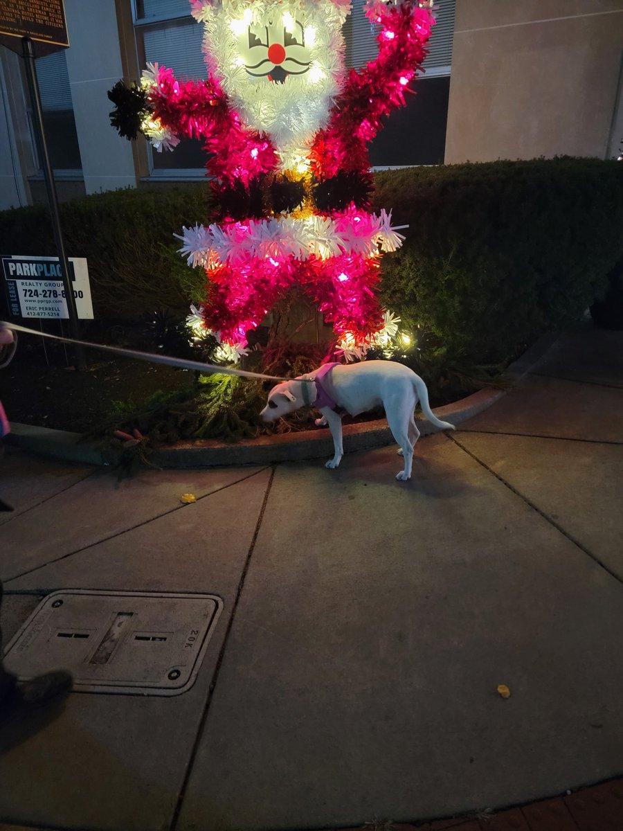 PuckDowd's tweet photo. Do you think I'm on the naughty list? Just kidding! There is no naughty list for dogs. BOOM! bamboozled again!
#puptails https://t.co/cuxy3odYC6