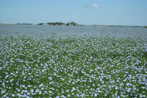 Crop diseases are an annual concern for #flax production. Diverse Field Crops Cluster (DFCC) is continuing the work to find a long-term solution to improve resistance to disease.
Read more dfcc.ca/flax-a4