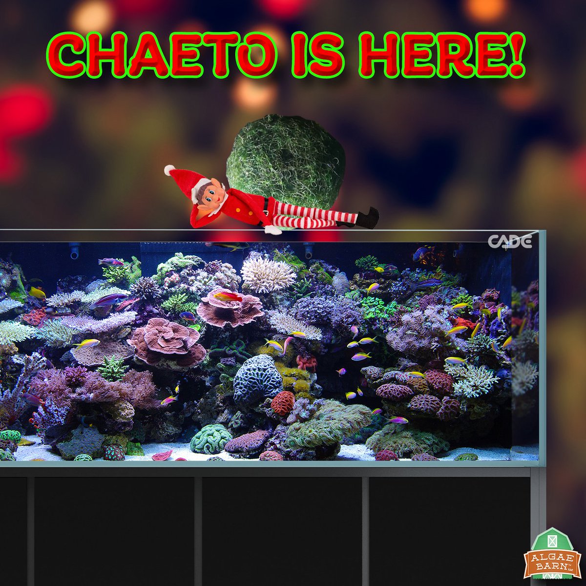 AlgaeBarn's tweet photo. #Chaetomorpha has been updated on the website!
https://t.co/MaWnomTEaa🤪
>
>
>
>
#aquarium #coraltank #saltwatertank #coralreeftank #eatsleepreef #reefaddict #aquariumaddicted #reeftank #coral #coraladdict #refugium #macroalgae #chaeto #elfontheshelf #cadeusa https://t.co/z8szrROaOo