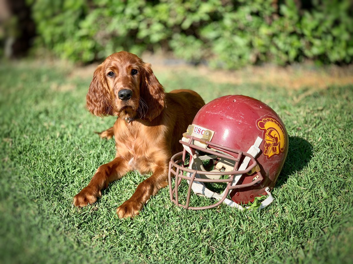 AbbyLabrador's tweet photo. @USC_FB @LincolnRiley  @USC_Athletics #FightOn https://t.co/tjb0ZkCaIN