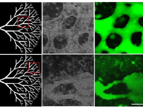 AlveoleLab's tweet photo. Congratulations to Elsa Mazari-Arrighi et al. at the
@CEA for the release of this publication in Biomaterials:
https://t.co/iIAwAIwNdZ
The first time that PRIMO is used to shape 3D hydrogel structures with embedded biliary epithelial cells
#hydrogel #polymerization #biliarytree https://t.co/WIbrEP964v