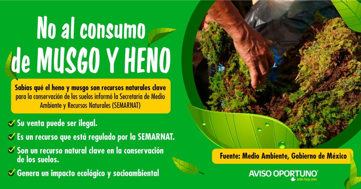 AvisoOportunoMX's tweet photo. ⚠️ATENCIÓN⚠️
Seguro ya colocaste tu árbol navideño🎄, pero #SabíasQué el heno y musgo son recursos naturales clave para la conservación de los suelos 😱 
https://t.co/NS7YDZyiDv https://t.co/CXLNLPHtqx