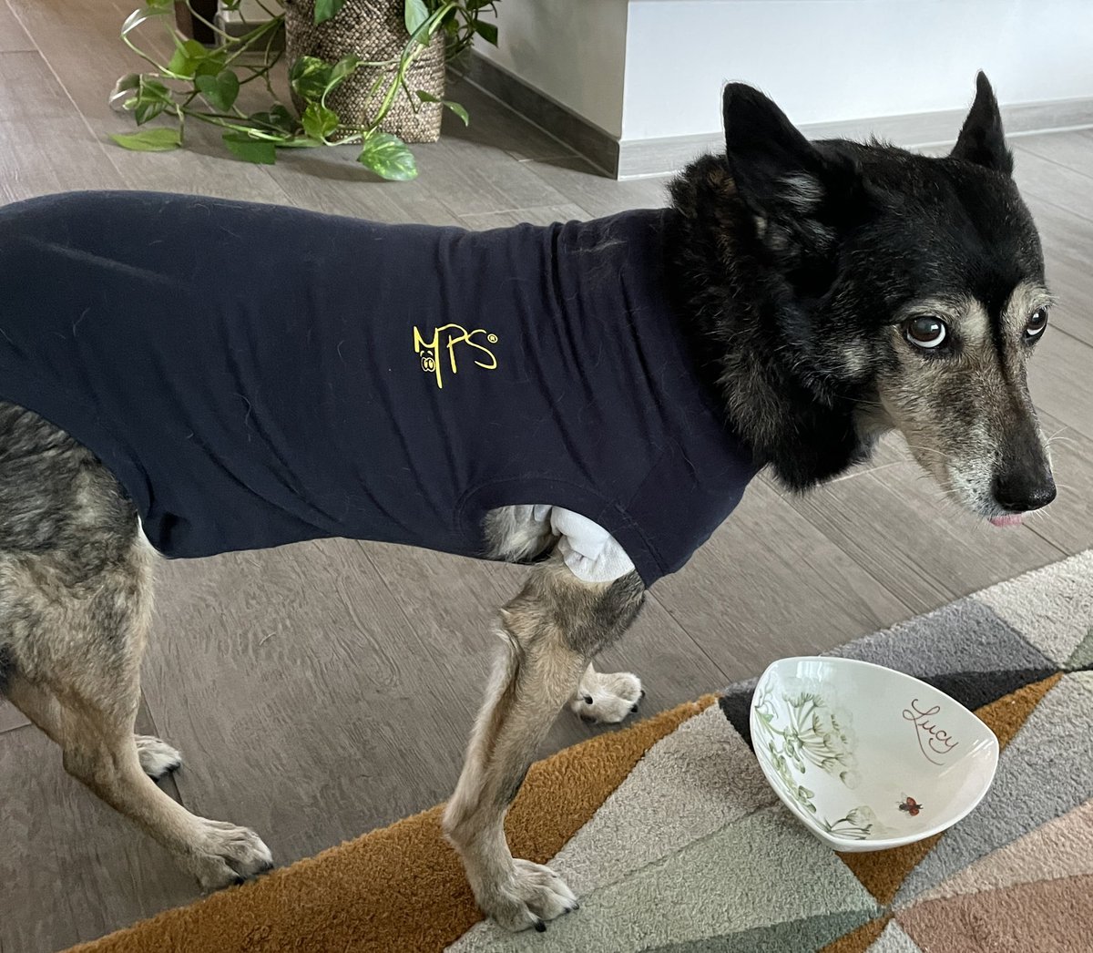 LucyHund's tweet photo. Ok, ja, mag sein dass ich grade richtig fies pupse. Aber wenn ihr mich zum TA bringt und dann Antibiotika rein macht, dann ist das eine mehr als faire Rache! https://t.co/XhHjVmSLa0