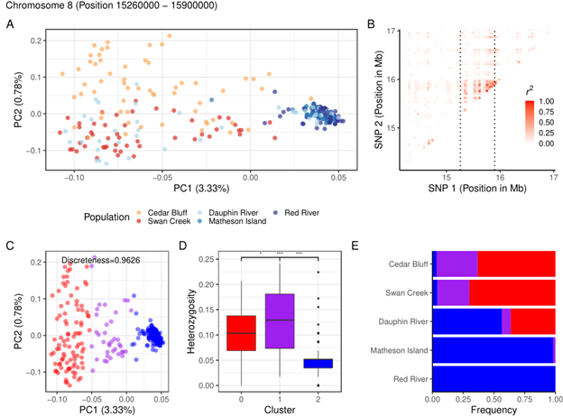 A chromosomal inversion might keep walleye separate in two connected lakes despite periodic gene flow, and help them adapt to Lake Winnipeg! We think inversions might be important for freshwater species more generally. 🐟🧬🐟🧬1/3
biorxiv.org/content/10.110…