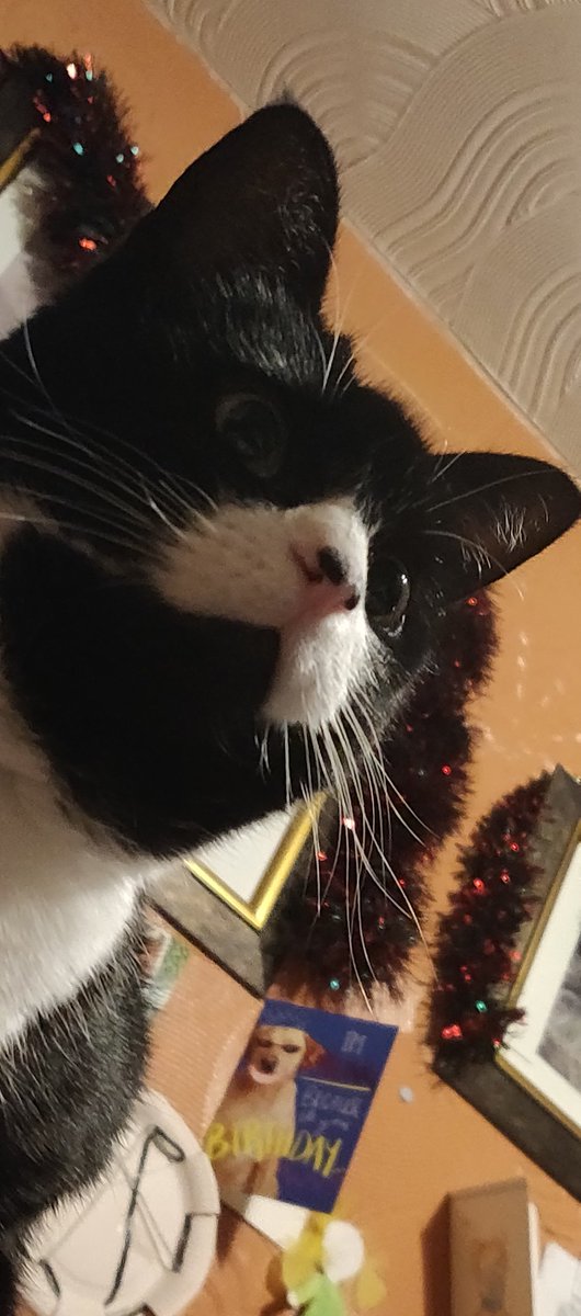 LunaCat2021's tweet image. First time on this app. oh shoot I dropped the phone