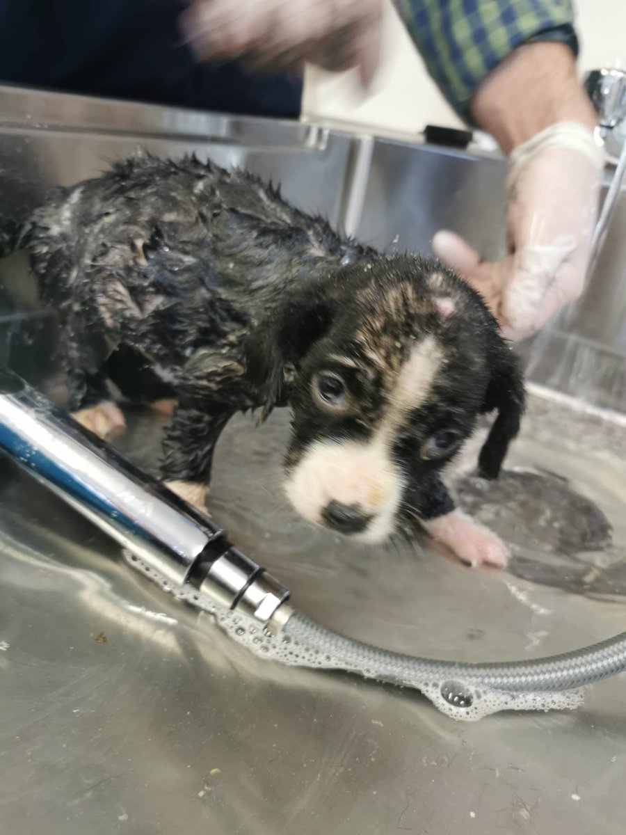 GalwaySPCA's tweet photo. "Found" in a coal shed tiny &amp; sick, suffering from mange, worms and eye infections.

Rise'n'Shine are still in discomfort &amp; at risk to Parvo, but are getting the best care now.

Where is their mum &amp; siblings?

Back yard breeding has to stop.

#adoptdontshop  #stopbackyardbreeding https://t.co/C9IpWFxZV9