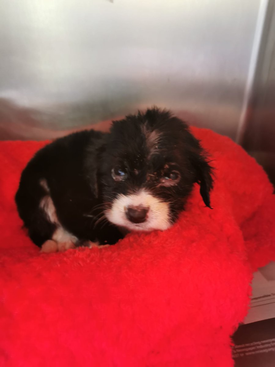 GalwaySPCA's tweet photo. "Found" in a coal shed tiny &amp; sick, suffering from mange, worms and eye infections.

Rise'n'Shine are still in discomfort &amp; at risk to Parvo, but are getting the best care now.

Where is their mum &amp; siblings?

Back yard breeding has to stop.

#adoptdontshop  #stopbackyardbreeding https://t.co/C9IpWFxZV9