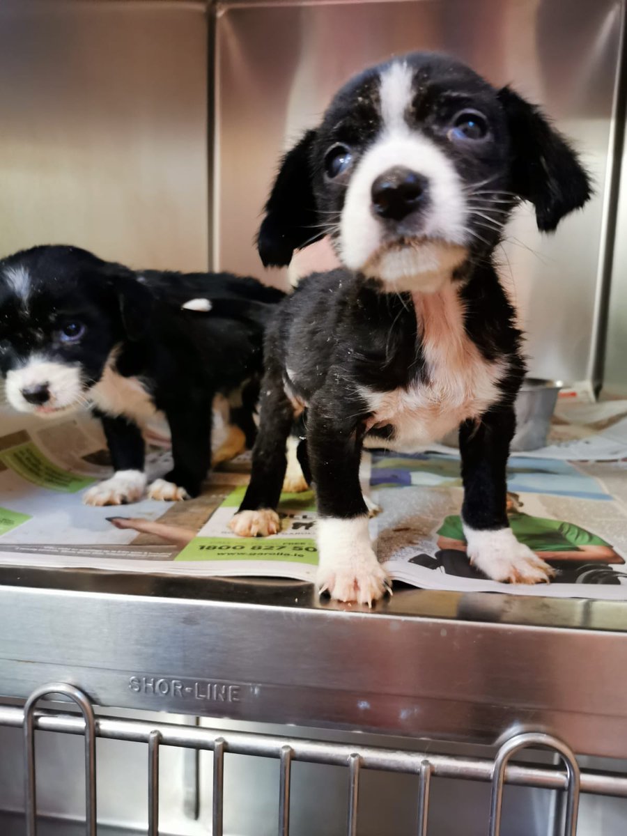 GalwaySPCA's tweet photo. "Found" in a coal shed tiny &amp; sick, suffering from mange, worms and eye infections.

Rise'n'Shine are still in discomfort &amp; at risk to Parvo, but are getting the best care now.

Where is their mum &amp; siblings?

Back yard breeding has to stop.

#adoptdontshop  #stopbackyardbreeding https://t.co/C9IpWFxZV9