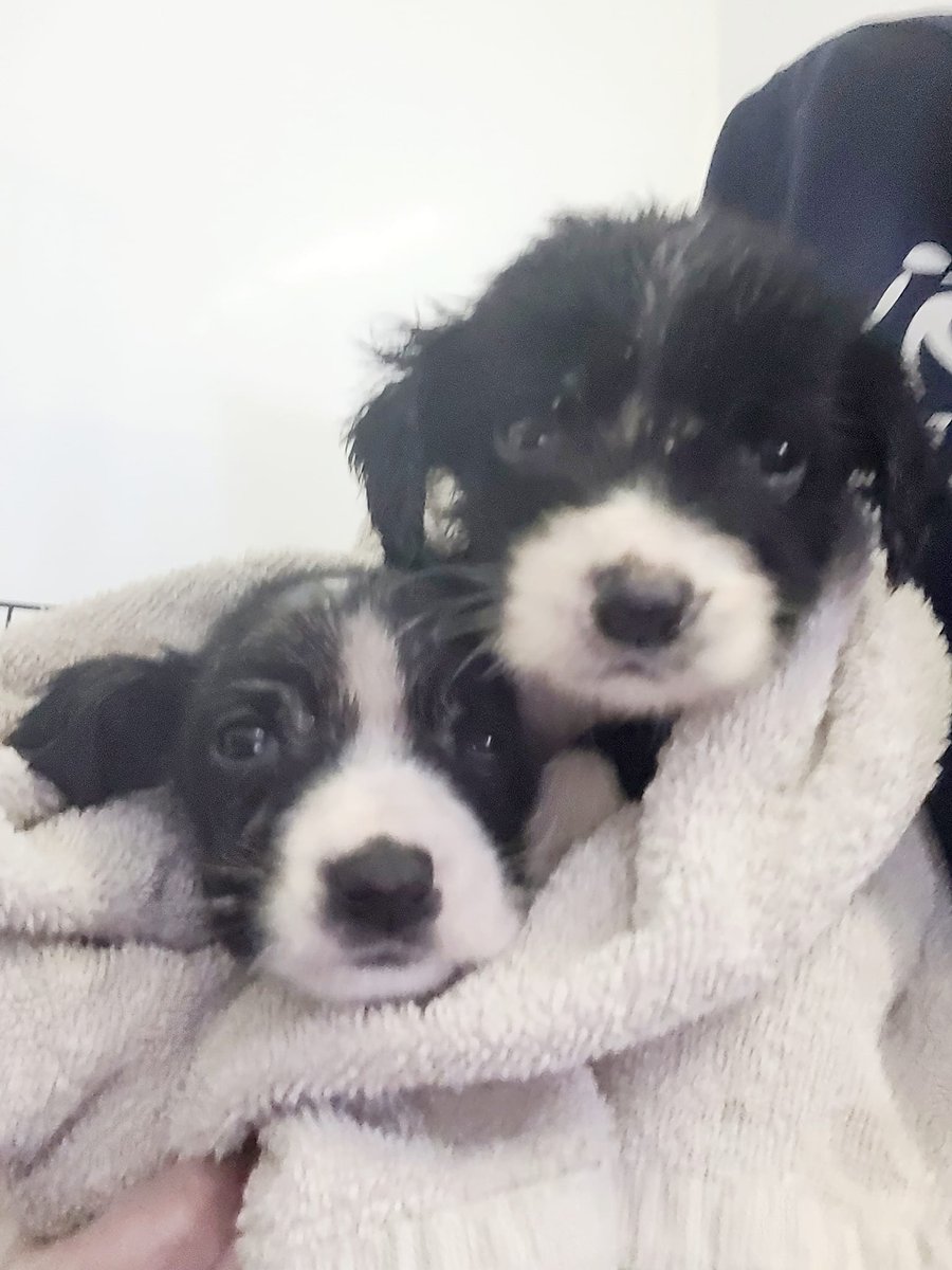 GalwaySPCA's tweet photo. "Found" in a coal shed tiny &amp; sick, suffering from mange, worms and eye infections.

Rise'n'Shine are still in discomfort &amp; at risk to Parvo, but are getting the best care now.

Where is their mum &amp; siblings?

Back yard breeding has to stop.

#adoptdontshop  #stopbackyardbreeding https://t.co/C9IpWFxZV9