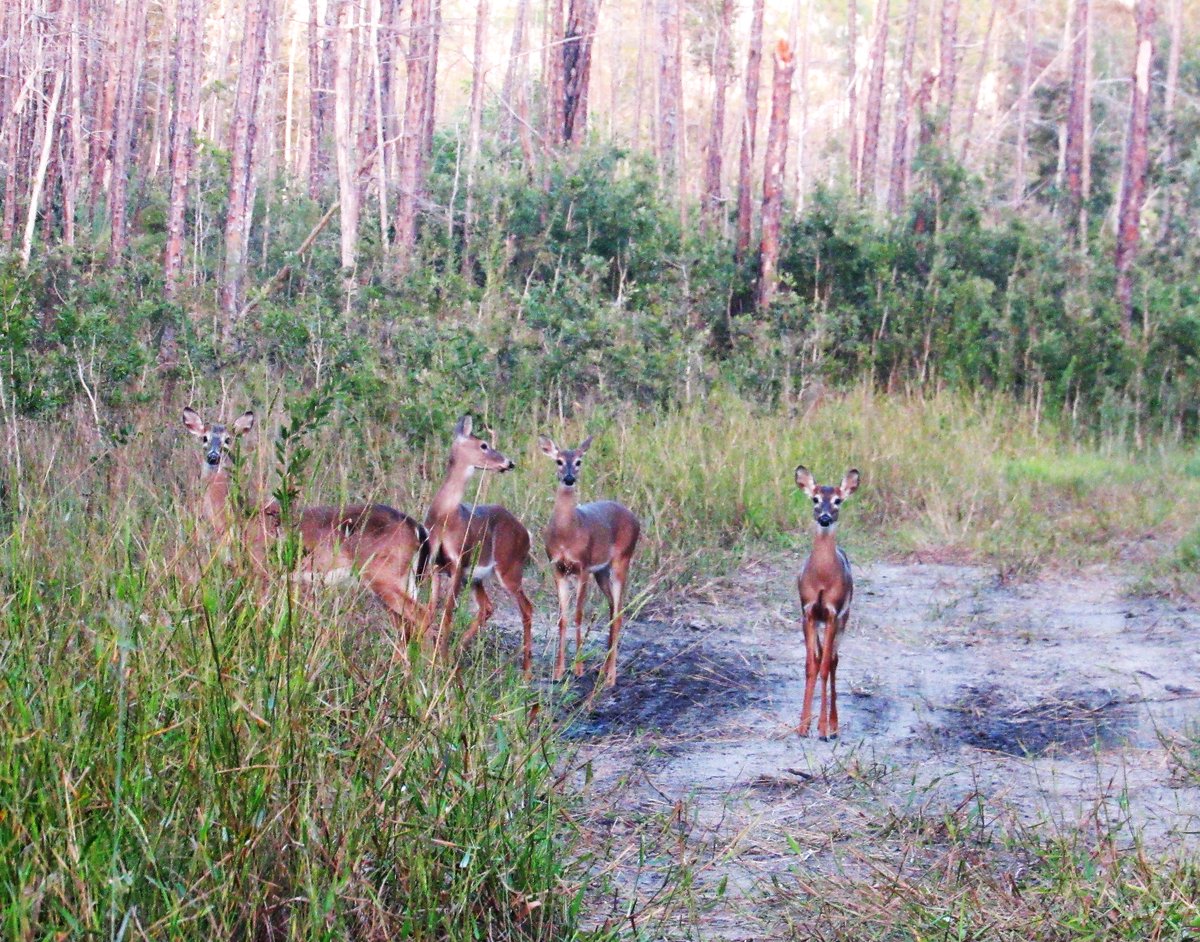 PATRICI55845750's tweet photo. #nature #naturelovers #mammals #AnythingButBirds 
#IndiAves #TribeIndiAves #TwitterNatureCommunity 
Last time I was in Florida, I found a wonderful new place, sadly because they were building a road,&amp; we know what follows!First time down a random track, stopped,took rapid shot😃 https://t.co/PSn6SFa0xx