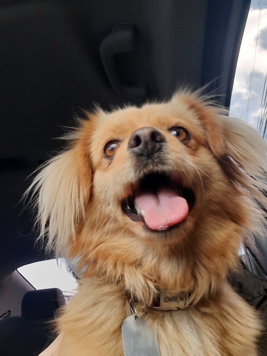 Hola. Se perdió está perrita en zona 16. Si alguien conoce a su dueña o dueño por favor que se comunique conmigo. 

RT porfa