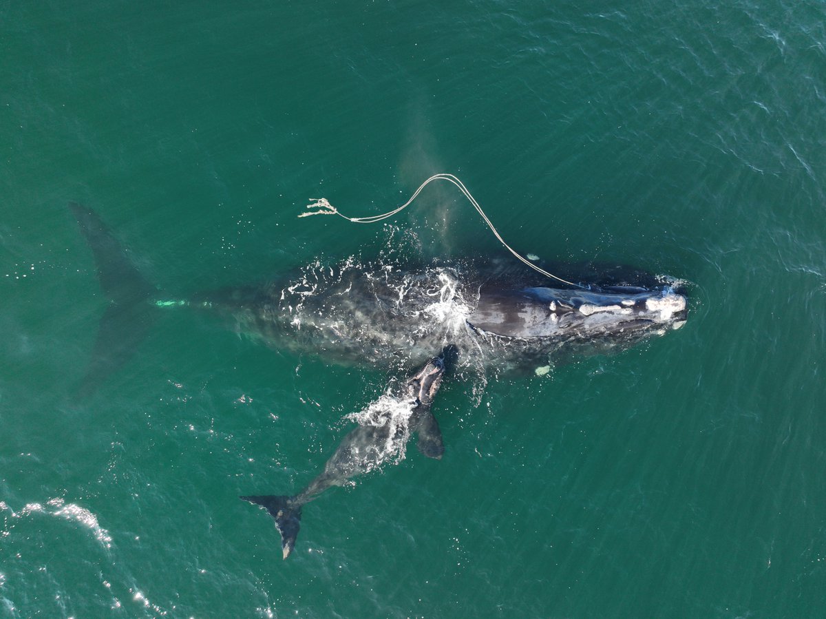 La femelle baleine noire Snow Cone vient de donner naissance, près de la côte de l'État de la Géorgie. Elle a toujours un câble de pêche pris dans la bouche. Son baleineau de l'an dernier a été tué par un bateau. Photo: NOAA permit 20556. Texte <a href="/LeDevoir/">Le Devoir</a>: ledevoir.com/societe/enviro…
