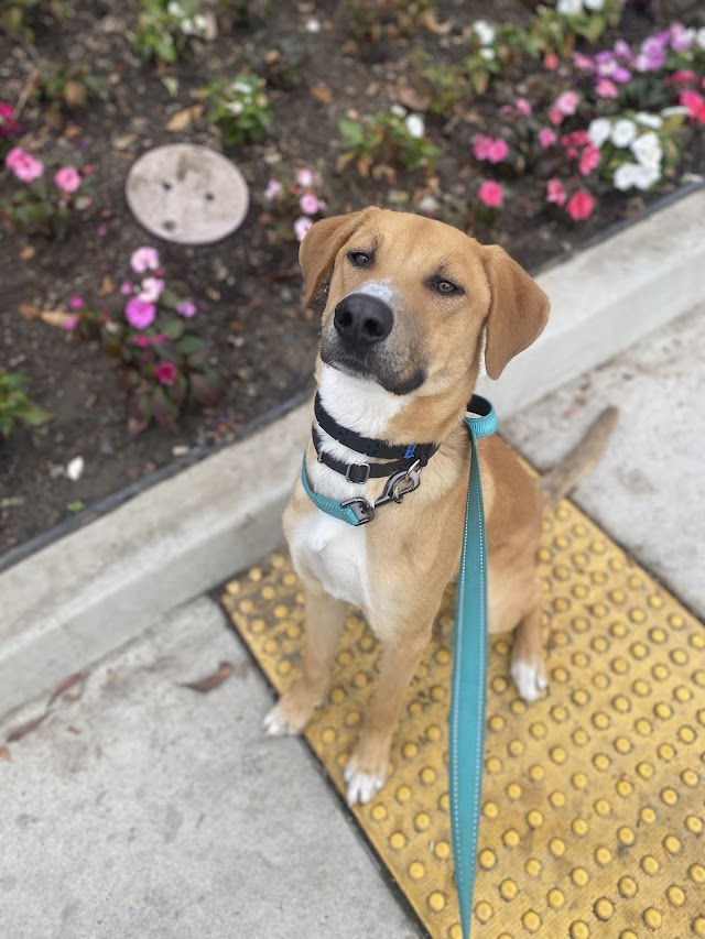 LCALrescue's tweet image. Cody is one of many adorable, adoptable #dogs at LastChanceAtLife.org. Come visit our amazing pups at the Vista Farmer's Market tomorrow, Dec. 4, 9 - noon.
Cody can't wait to meet you! #adoptme #AdoptDontShop