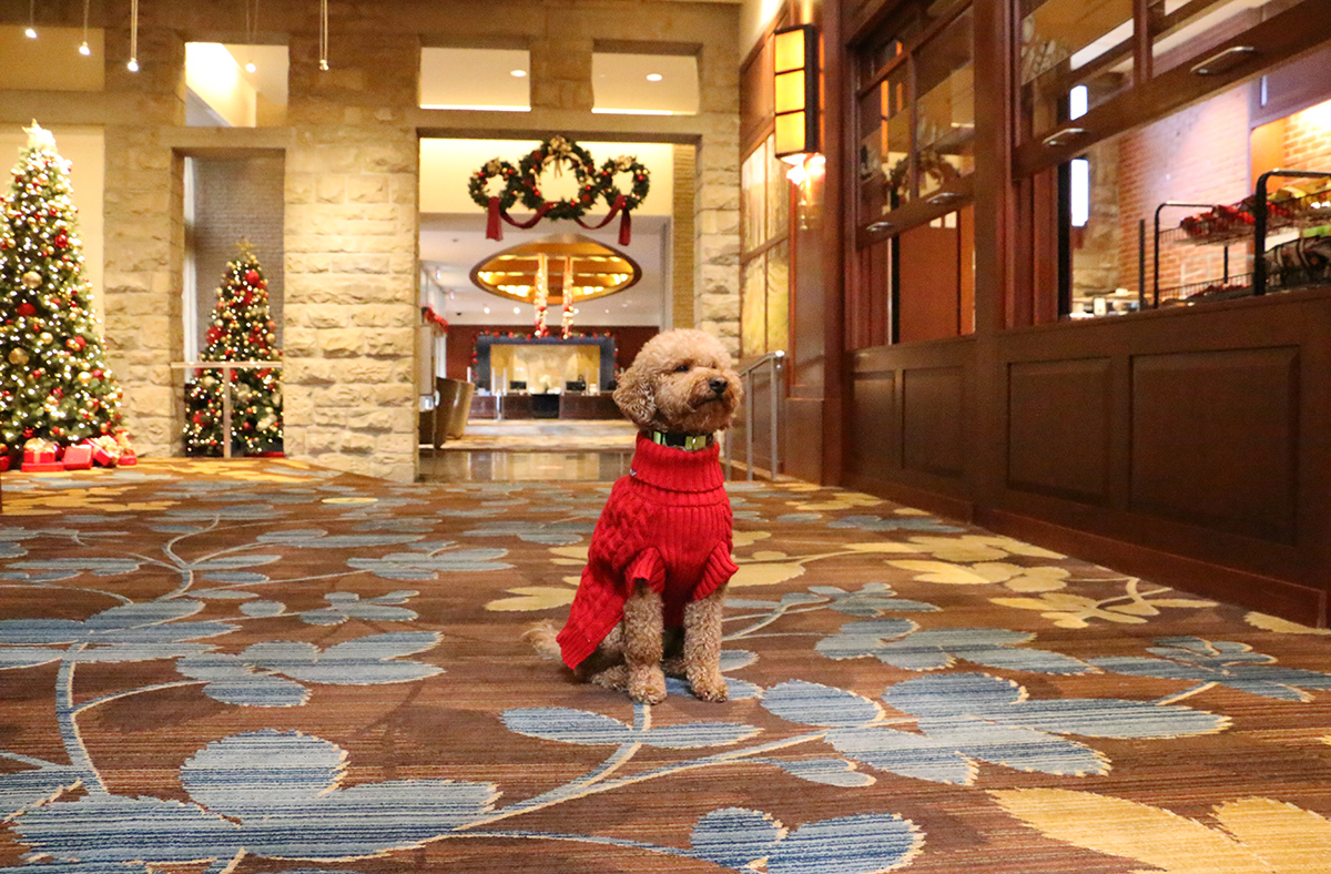 HyattCalgary's tweet photo. How cute is Henry in his Christmas sweater? The holiday decorations by @ChairFlairAB make for a picture perfect Xmas card. #CalgaryHyatt #HyattRegency #Hyatt #PetFriendly #christmasdecor #yychotel #yychotels #calgaryhotel https://t.co/3zGsOiTVyq