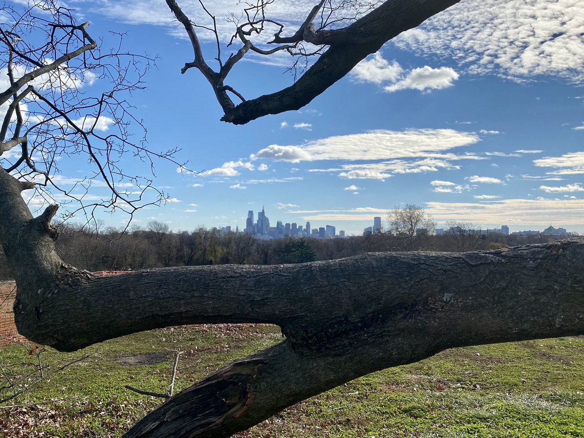 VinceDeFruscio's tweet photo. This sugar maple in Belmont Plateau will soon be gone. Like the city it watches from afar, it is broken, almost beyond repair. #treebute #philly #fairmountpark #belmontplateau https://t.co/VlyDqp13FW