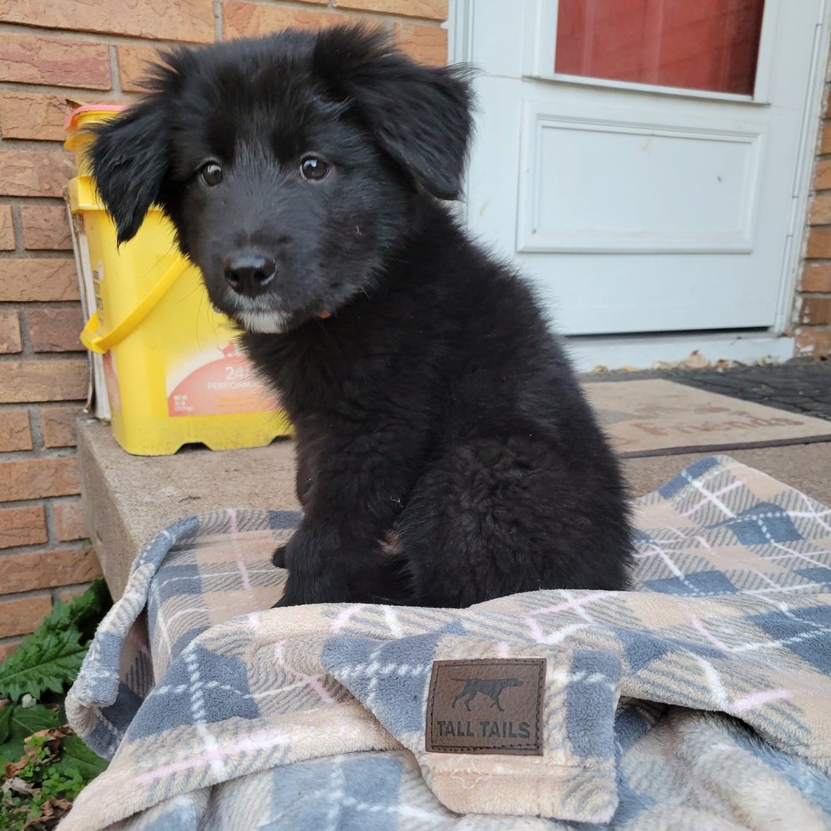 ruffstartrescue's tweet photo. Through the end of the year, Ruff Start Rescue will receive a blanket from @TallTailsTrail for every blanket purchased online AND in your local @ChuckandDons store. This is part of their @SidewalkDog buy-one-give-one promotion! 🐾 https://t.co/vmb66zbPUR