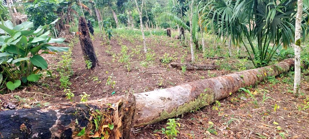 Ejercito_GT's tweet photo. #EnDesarrollo | Unidades del #EjércitoGT localizaron una plantación de arbustos de hoja de coca cerca de la comunidad El Pilar, San Luis, #Petén. Personal militar se encuentra a la espera de Fiscales del @MPguatemala y @PNCdeGuatemala para que realicen las diligencias de rigor. https://t.co/4GQY3c34gf