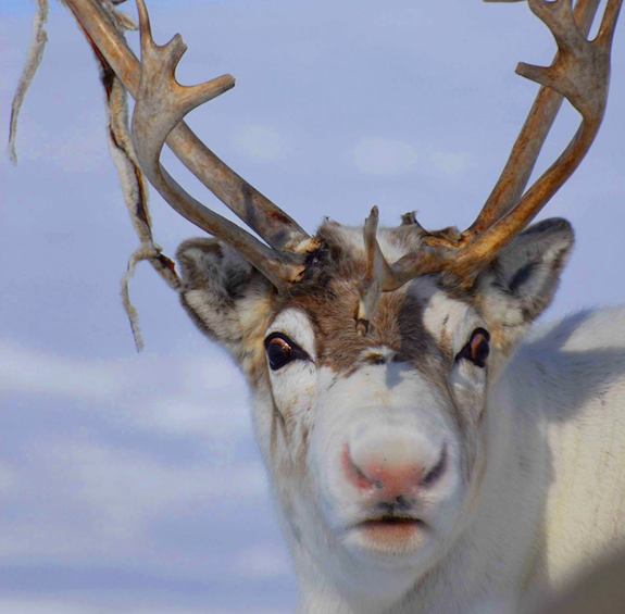 monica_lasky's tweet photo. RUDOLF IS REAL! 

Well, the idea of a red-nosed reindeer is. Like people, reindeer have lots of capillaries in their nose that fill with blood in extra-cold weather to help regulate head temperature. #MammalMonday #TwitterNatureCommunity #nature #wildlife #animals #Christmas https://t.co/dgV5ciDbRb