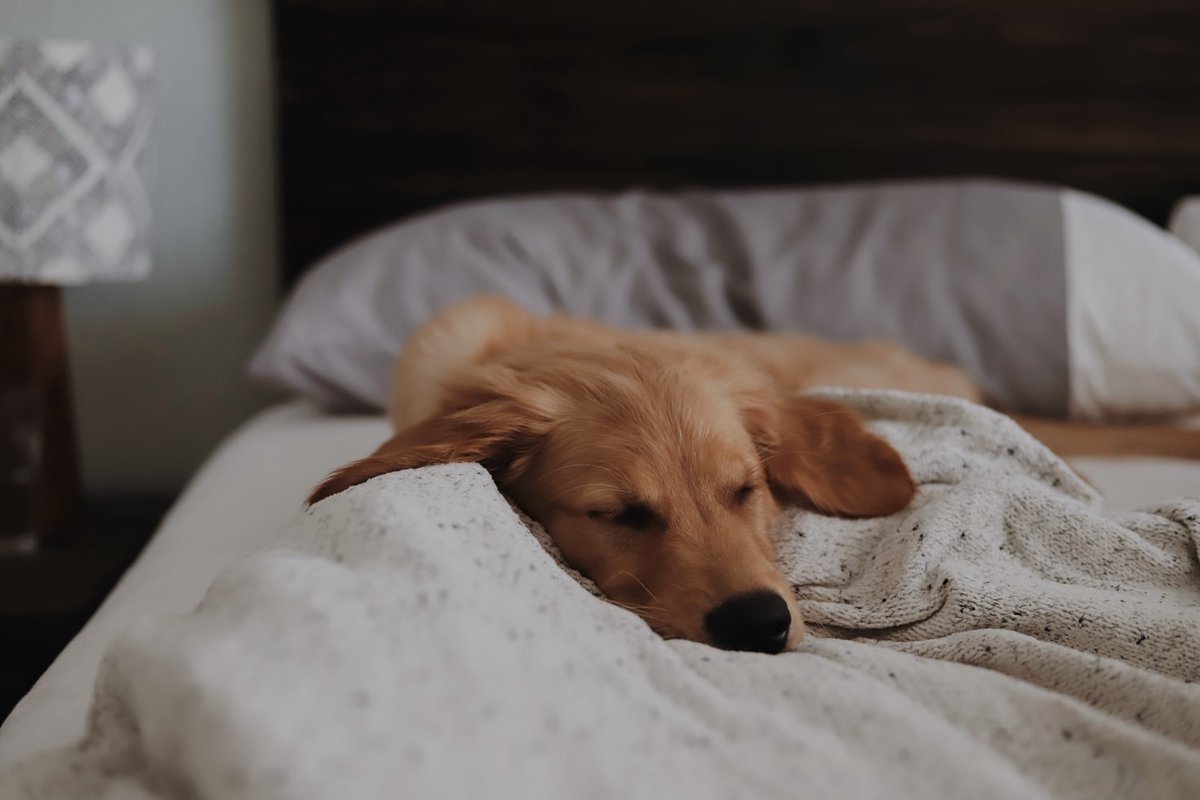 Bark__Paws's tweet photo. We hope your weekend is as relaxing as this guy's π΄
.
.
.
#barkpaws #dogsoftennessee #tennesseedogs #knoxvilledogs #dogsofchattanooga #dogs #dogstagram #doglover #furmom #dogstyle #dogselfie #dogsrule #petsupplies #petaccessories #dogaccessories #sassywoof #dogcollar #dogdaily https://t.co/F2HFKkCvh6