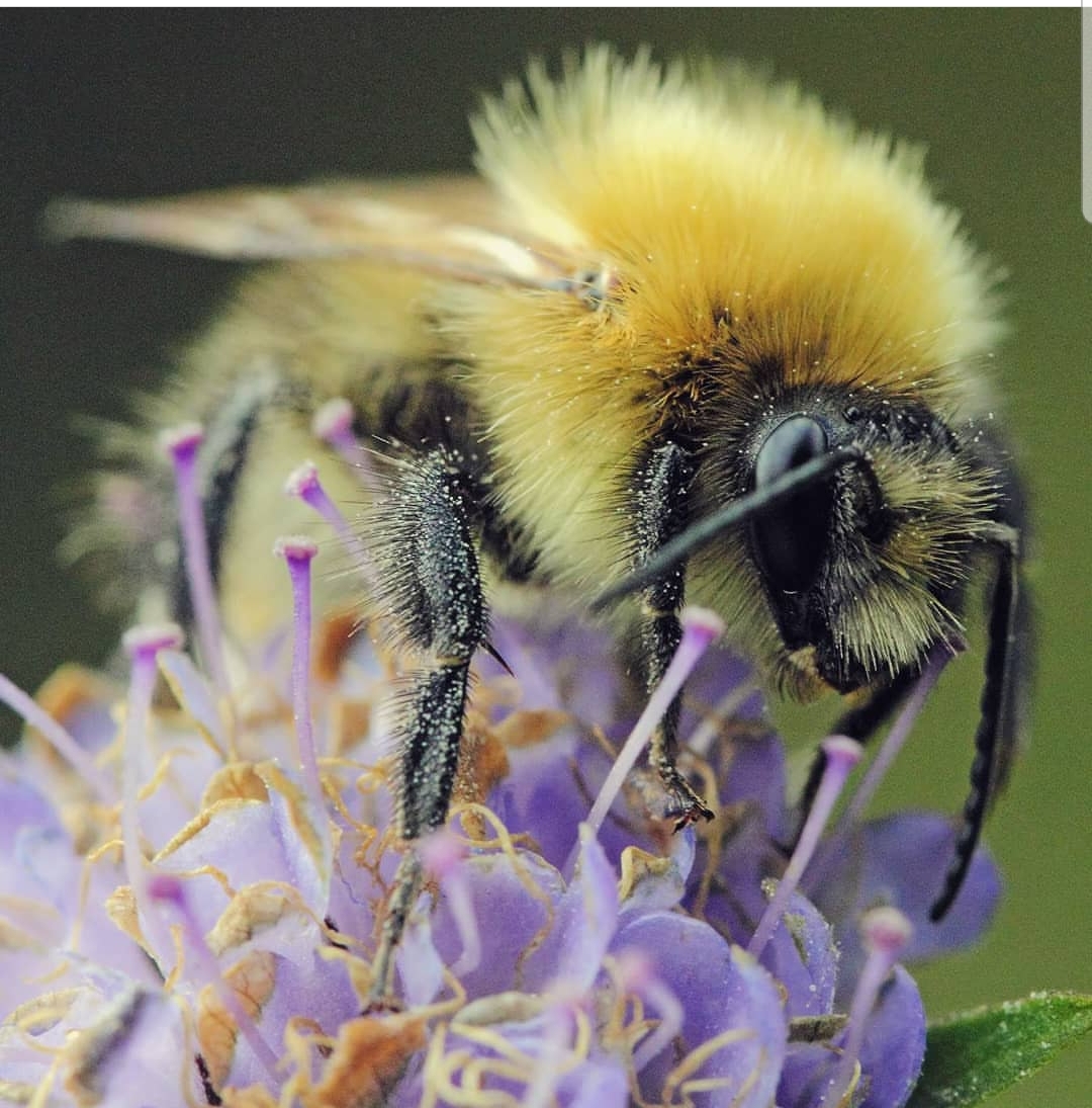 FeedTheBees's tweet photo. @jnitzky_nyc @FastCompany @Pollinators @bumblebeewatch @PolliPath Thanks for the tag, Jennifer, but furniture won't do it.
"We need you to plant more and we need more of you to plant so there's #pollen and #nectar from March to October" - for 20,000+ species of #nativebees, 7 species of #managedbees, and all other #pollinators worldwide. https://t.co/sOmugg9ZoG