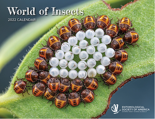 Entomological Society of America publishes the World of Insects Calendar . The calendar makes a great gift and all proceeds helps teach kids about insect science!
entsoc.org/publications/w….