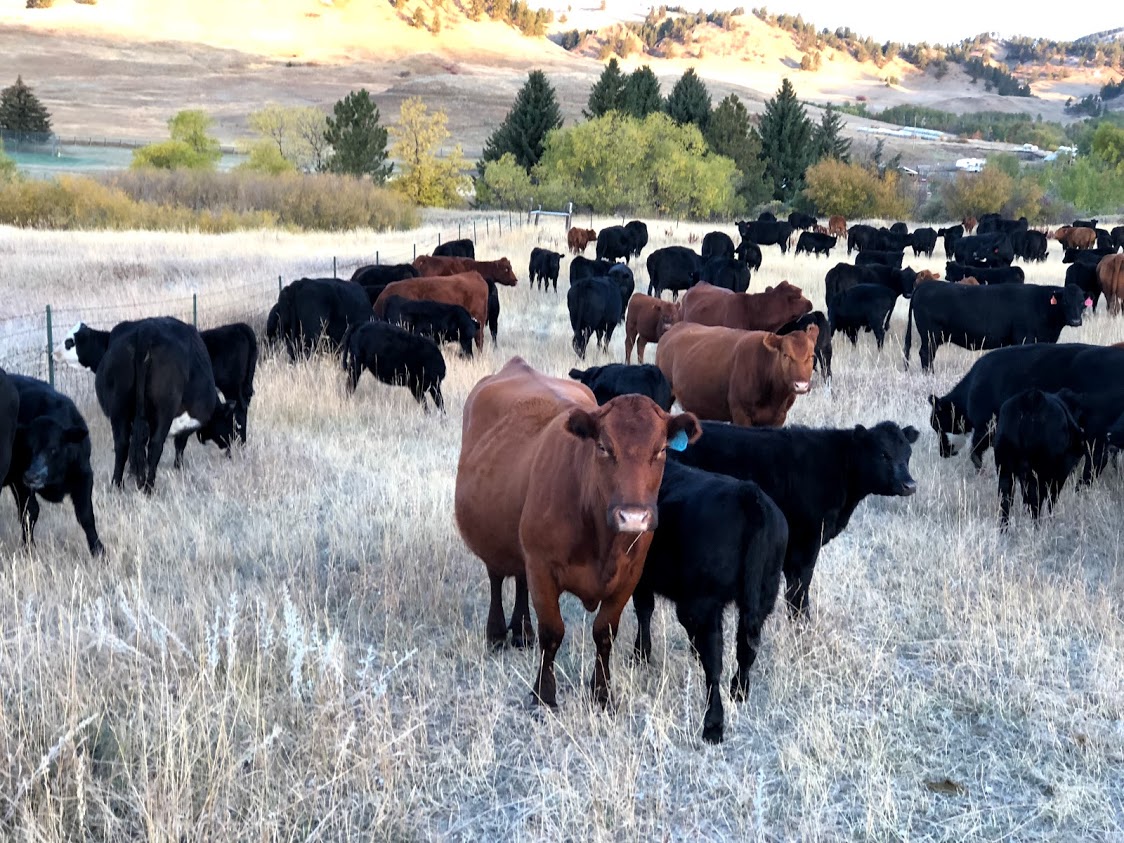 JLS_Longview's tweet image. Fun Fact Friday ✏️

Did you know Montana has three times as many cows as it does people? How interesting!