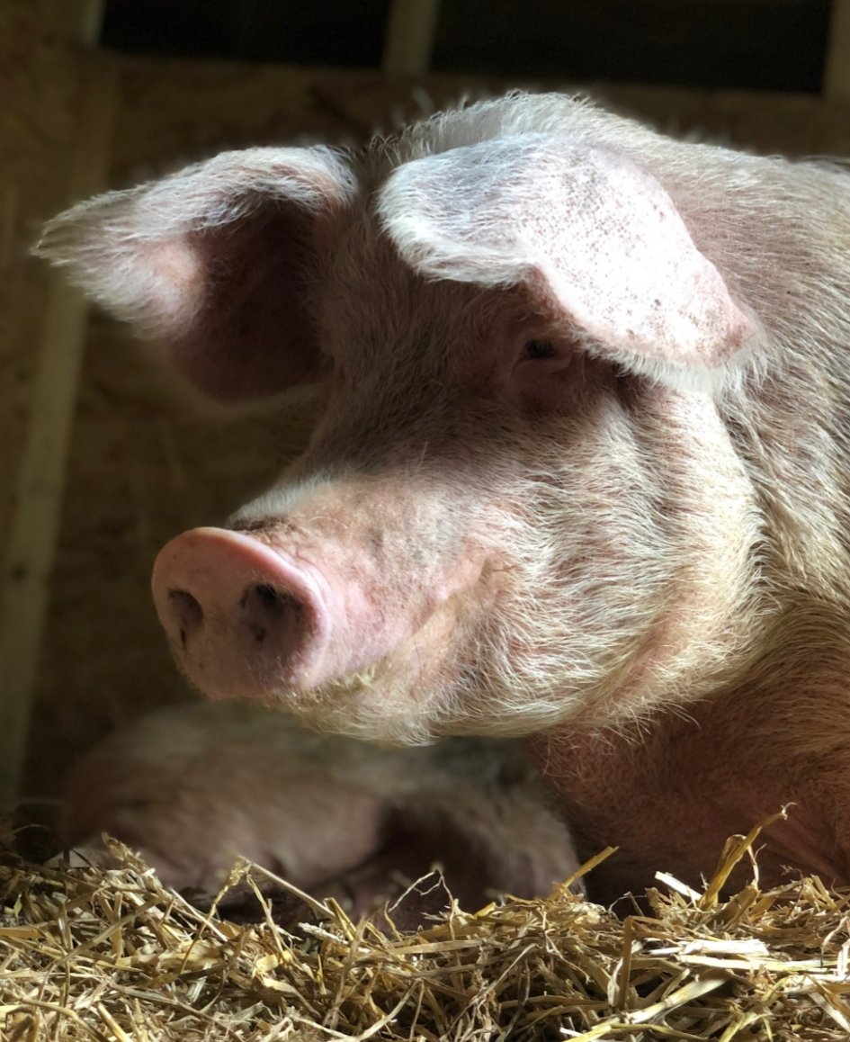 BTWsanctuary's tweet image. Little Jess 💟

She's so tiny up to the others. Her best buddy is Bo, she'll do anything for him. But she'll also steal his apple cause she's quicker than him 😄

Jess is one of 91 from an illegal slaughterhouse. Help keep them safe by becoming a #pigoneer
globalvegancrowdfunder.org/pigoneer-2000-…