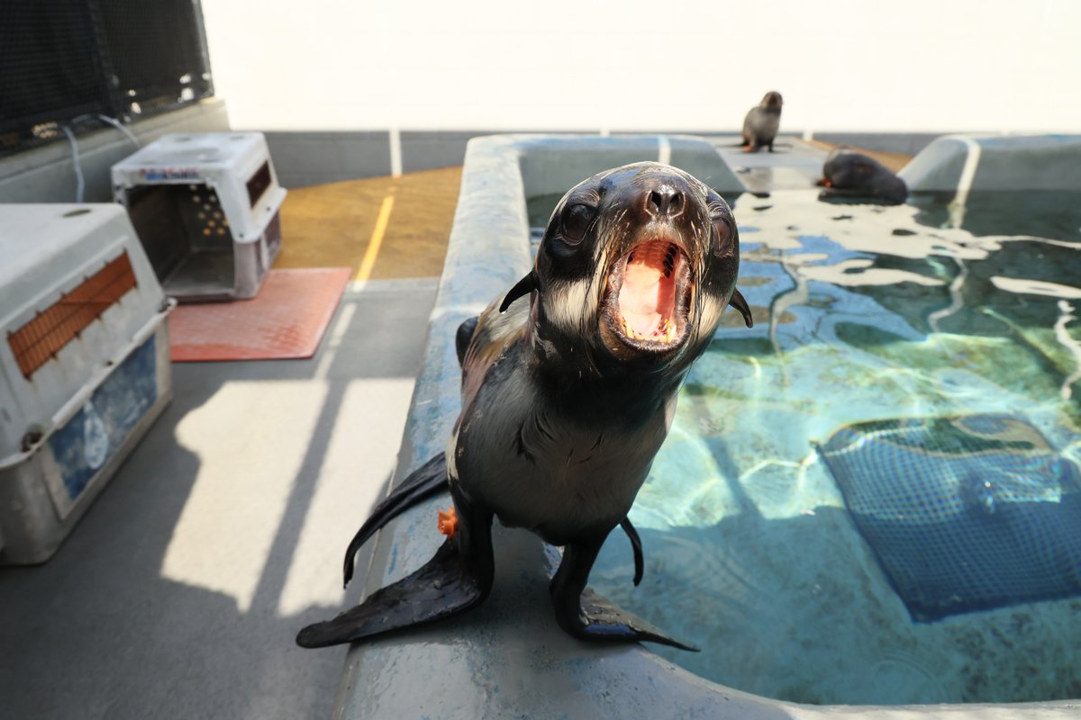 The Marine Mammal Center tweet media