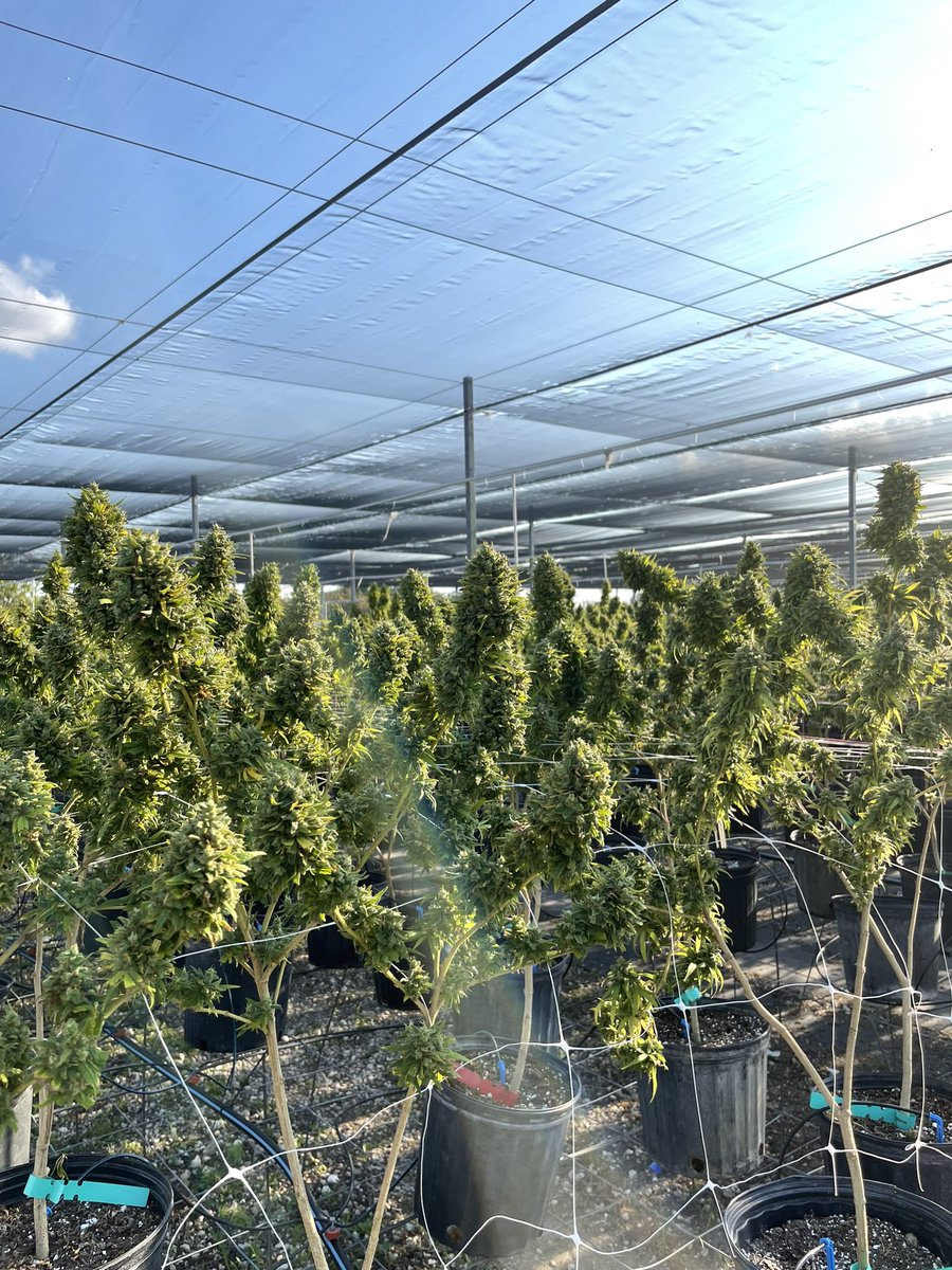 cignfarm's tweet photo. A different kind of tree shopping… 🎄
#wholesalehemp #wholesalecbd #floridacbd #floridahemp #miamicbd #miamihemp #christmas #cannabis #cultivation #cign https://t.co/5UnrdeKfpy