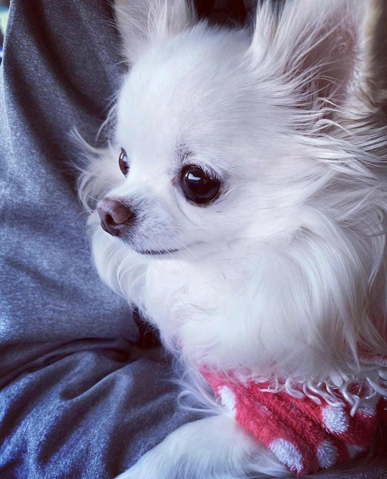 こはく5 Chihuahuano5 Twitter
