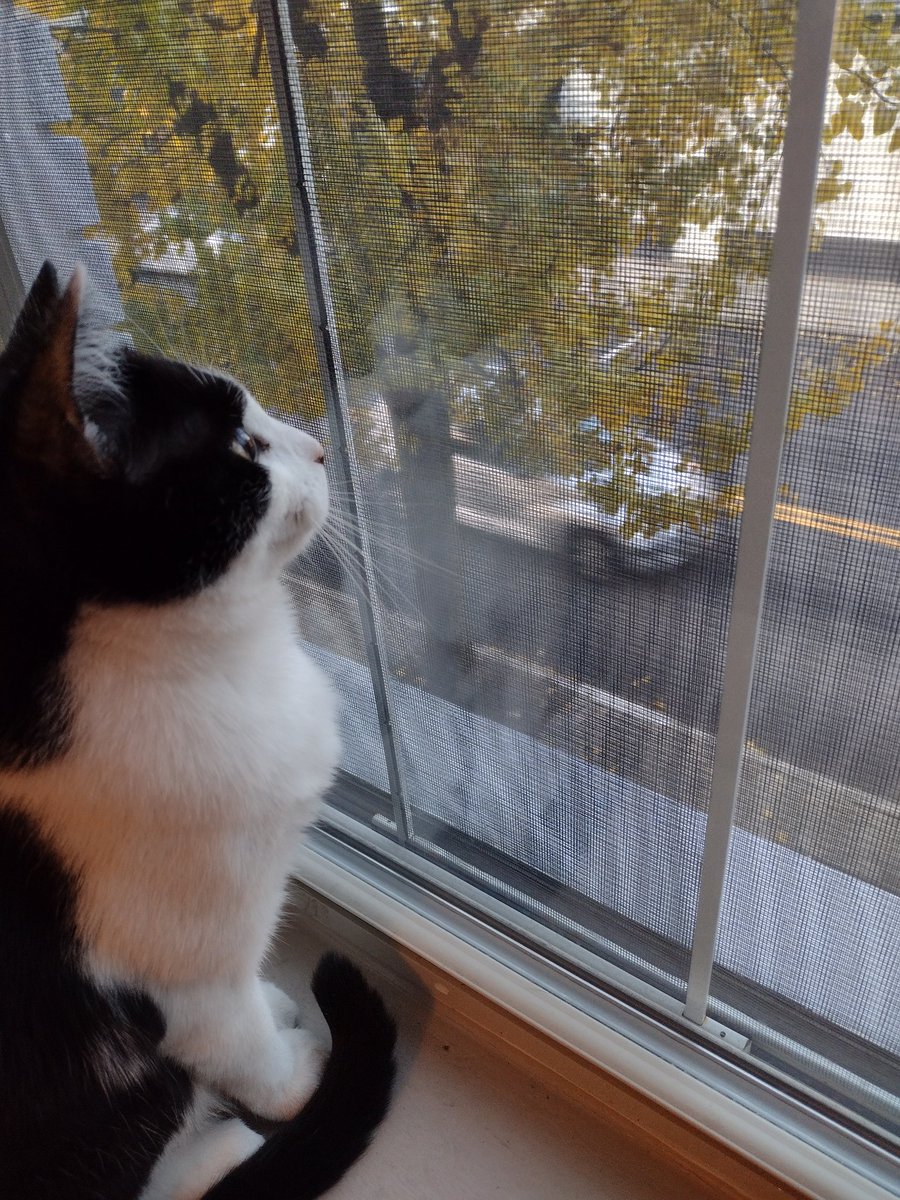 WildTinyIris's tweet photo. I like to watch humans driving home from work in the afternoon. Then I nap.
#CatsofTwitter #CaturdayEve https://t.co/kD6D0kG9dn