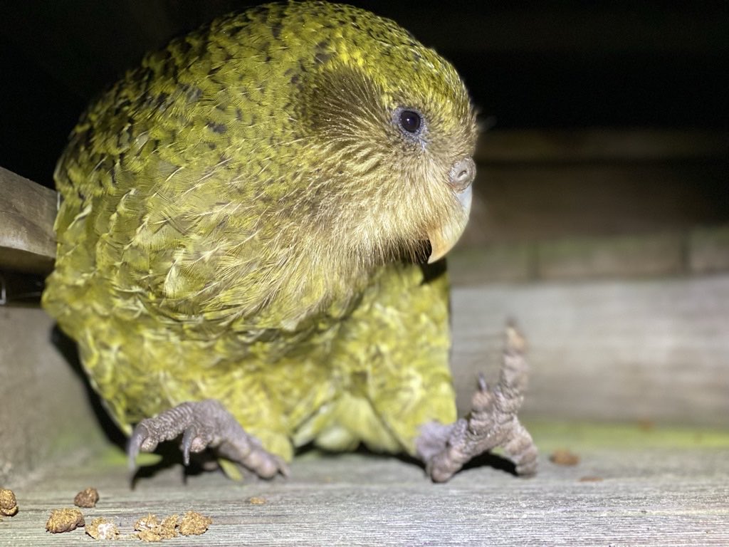 takapodigs's tweet photo. Well, that’s a bit of a surprise. Spring rimu counts for the #kakapo islands are *massive: higher than they’ve ever been. This means pretty much all adult females will breed this summer - and maybe even on Te Kakahu/Chalky, our new breeding site. #conservation #parrots https://t.co/A3Z2ECkmAk