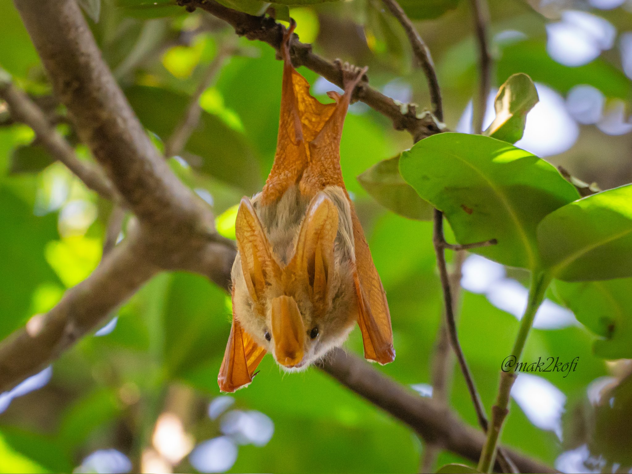 Yellow Winged Bat