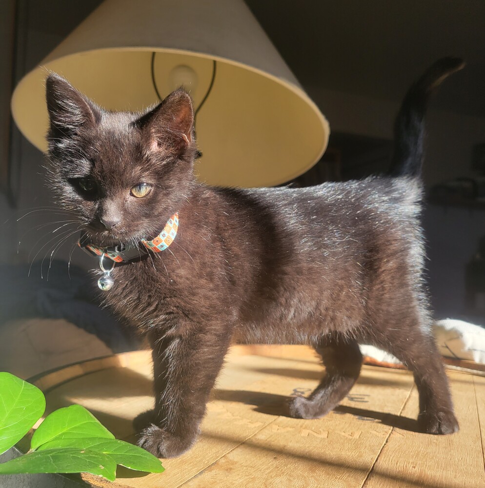 Hey <a href="/IOHK_Charles/">Charles Hoskinson</a> !  I'm sure you have plenty, but do you want one more ADA?  Meet Ada, an adoptable house panther looking for her furever home.  She's available through Demi's Animal Rescue based in Denver.
demisanimalrescue.com/adoptable-anim…