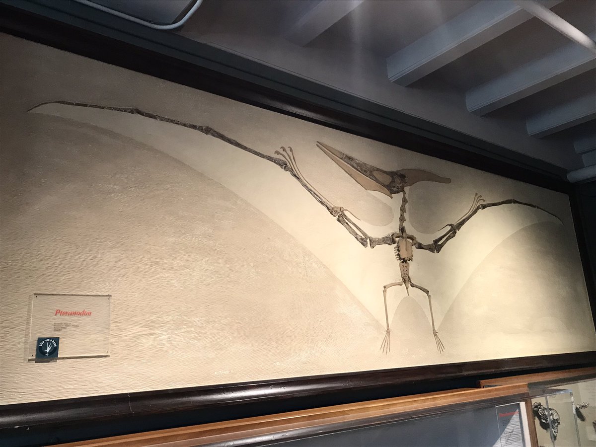 christinabyrd88's tweet photo. #Museum30 Day 27: Broken.
Often when paleontologist are prospecting for fossils in the field, the #fossils found are #broken. Fossil #preparators perform an important role at museums reassembling and stabilizing broken fossils so they can be used for #research and #education. https://t.co/YtVUqjmG5O