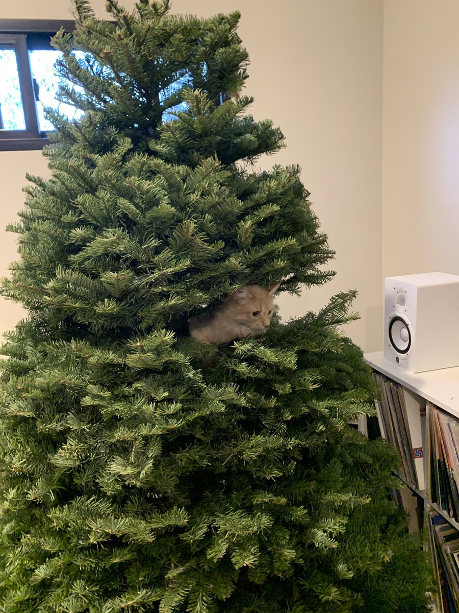 MrGordian's tweet photo. This goddamn cat https://t.co/VMOl7b70JN