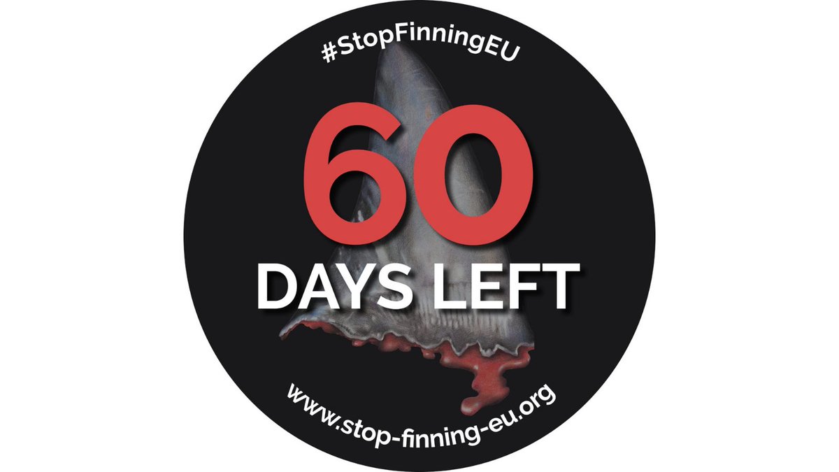 StopFinningEU's tweet photo. COUNTDOWN for #StopFinningEU: Only 60 days left to save #sharks in Europe ⏳🦈 Let´s demand a #finban now: https://t.co/RK83eu5CU5 ✍️🇪🇺 https://t.co/f5V4kZeXIe
