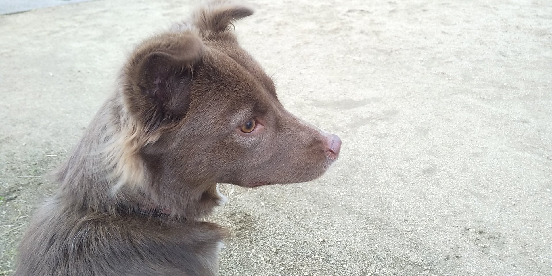 雑種犬かわいい Twitter Search Twitter