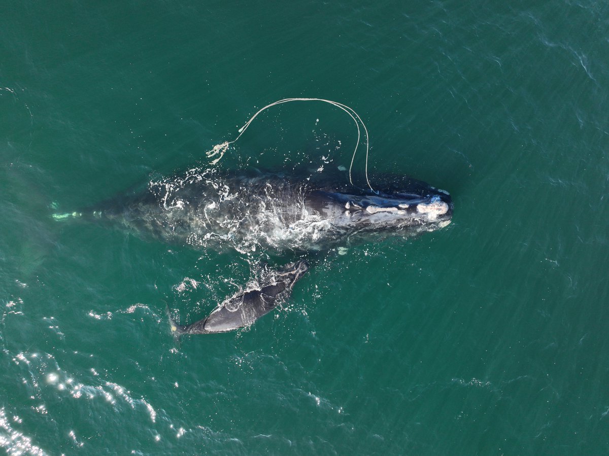 Here are a few more images of the entangled whale and its new calf off the coast of Georgia.