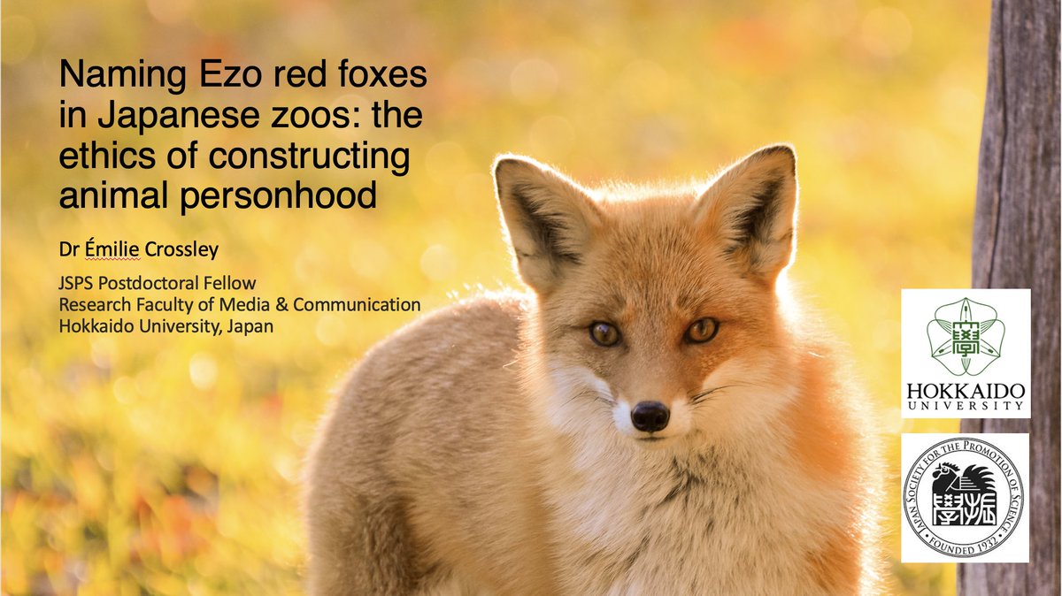 emilie_crossley's tweet photo. Presented a lightning talk about zoo foxes at my first ever anthrozoology conference last night! 🦊⚡️ #RASE2021 #symbioticethics https://t.co/J8EhwGTa9p