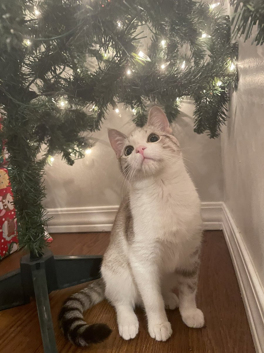 haleyluve's tweet photo. gilbert’s christmas photos https://t.co/uJkVROKgoG