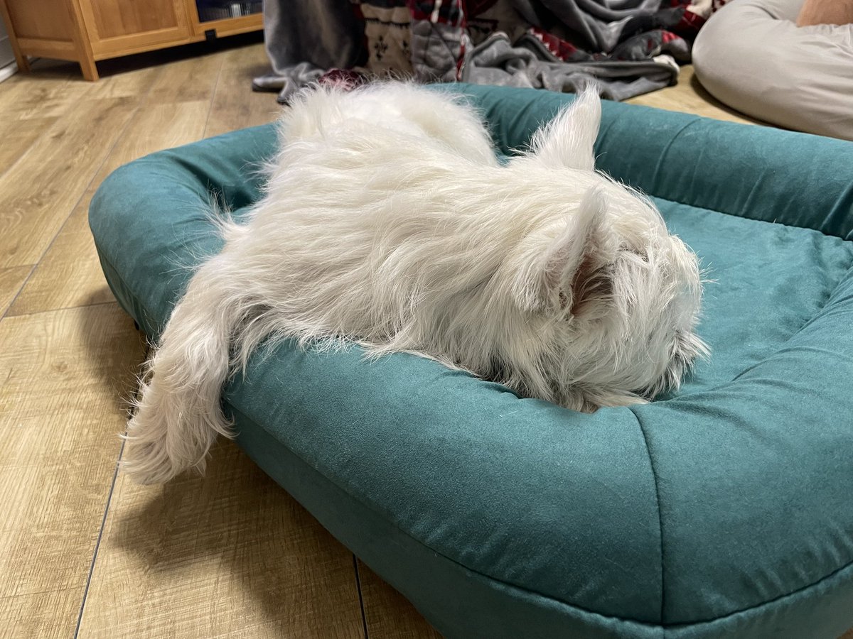 Simba_westie's tweet photo. ご縁があり、Blis.Uのペットベッドをモニターでいただきました🥺❤️
組み立てた直後に自ら座りに行った😂笑　顎のせが好きなシンバには形状もちょうど良いようで、早速お気に入りになったようす💕気持ちよさそうなベッドで羨ましい...笑

#PR #blisuベッドでzzz https://t.co/xHINtDwWHC