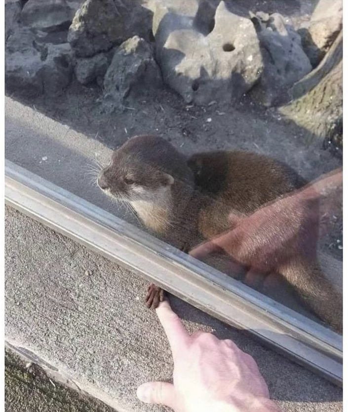 WholesomeMeme's tweet image. 