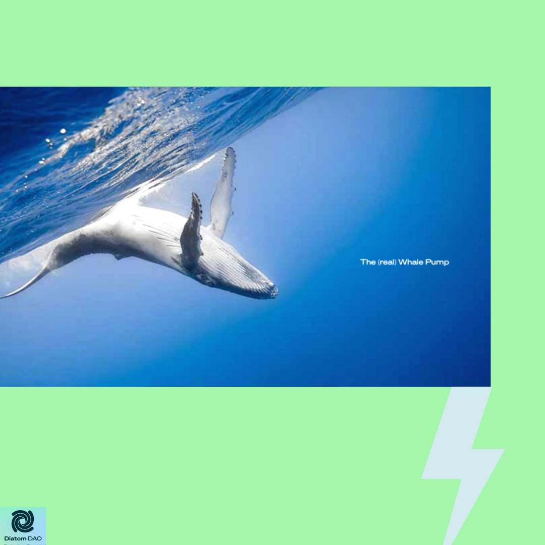 brockpierce's tweet image. It’s time for the real whale pump.🐋⚡

Technology by itself is amoral. Yet, it is a powerful tool, and how we use it determines the impact that it has—our imagination is the ONLY real limitation.

#diatomdao #ungoal14 #technology