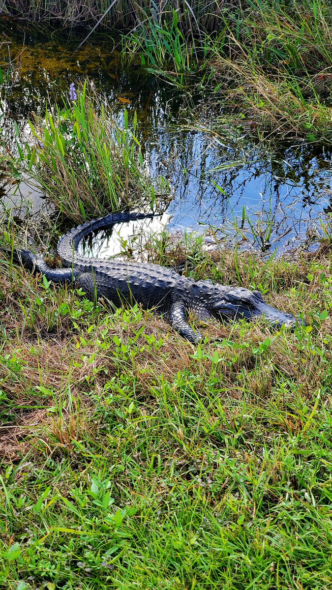 Basking in the Everglades
