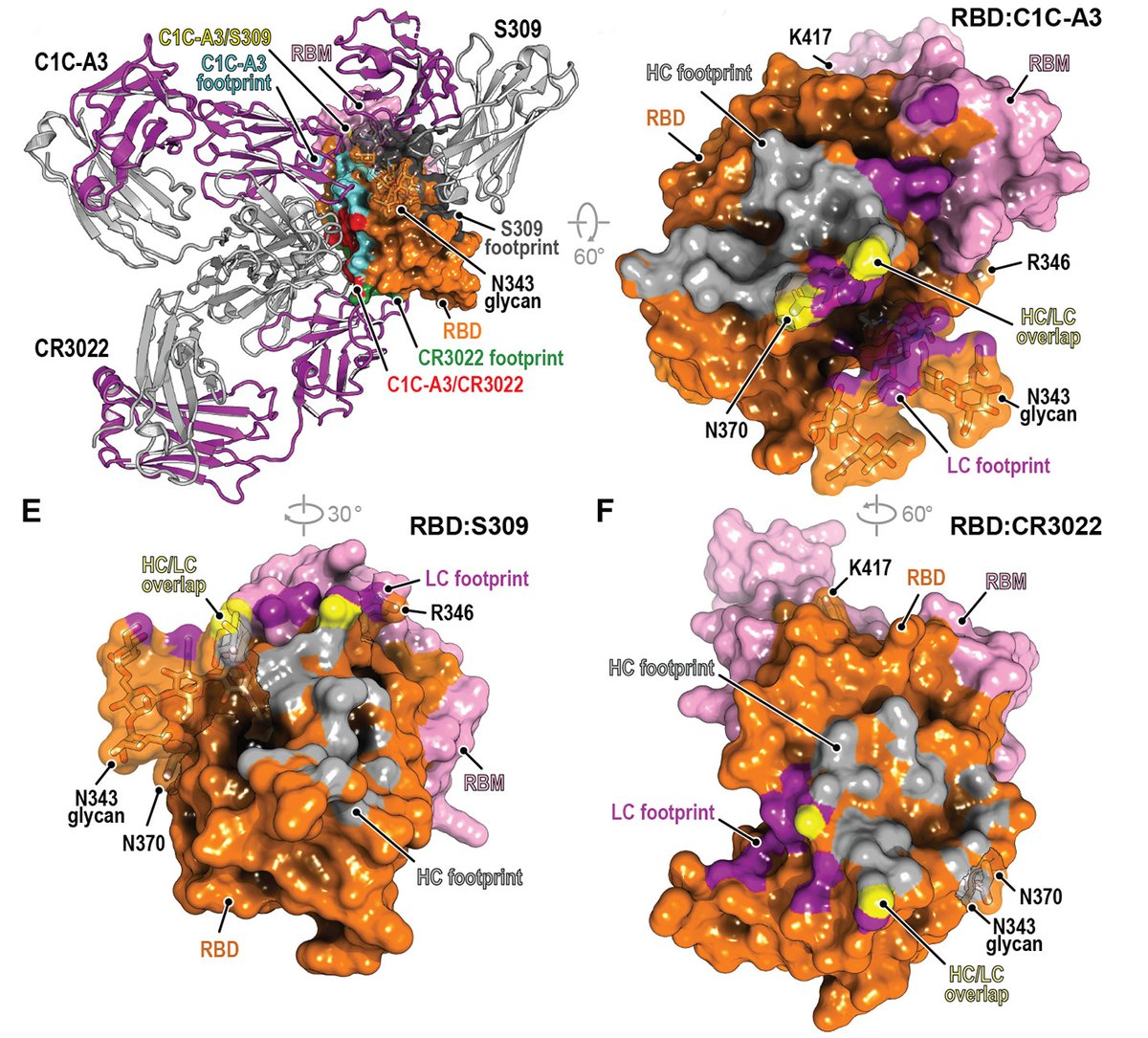 ScienceMagazine's tweet photo. The #SARSCoV2 spike protein receptor binding domain, altered w/ combined mutations, is more resistant to neutralization by antibodies &amp; by serum from vaccine recipients. Results point to continued emergence of escape variants as SARS-CoV-2 adapts to humans https://t.co/xCfqS2E5r5 https://t.co/OB6KkOUK8Y