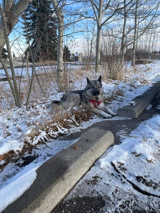 PetRecoveryYYC's tweet photo. FOUND Husky dog in #beddington. Now with Clgy Animal Services. Call 311 for more information: https://t.co/Aa5p7ewl9i Please rt, share, help find family https://t.co/FeLHLOWyaz https://t.co/IDYQg1LJ9q