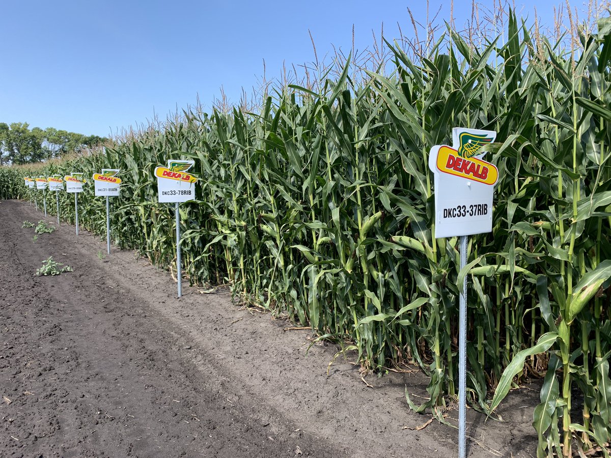 Doug Wahl tweet media